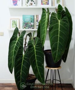 Cây trầu bà philodendron melanochrysum trang trí nội thất