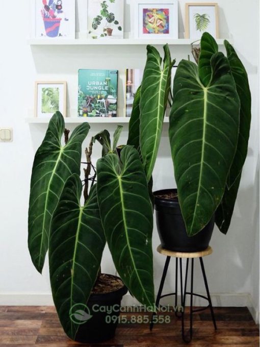 Cây trầu bà philodendron melanochrysum trang trí nội thất