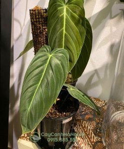 Cây philodendron melanochrysum trồng chậu đẹp