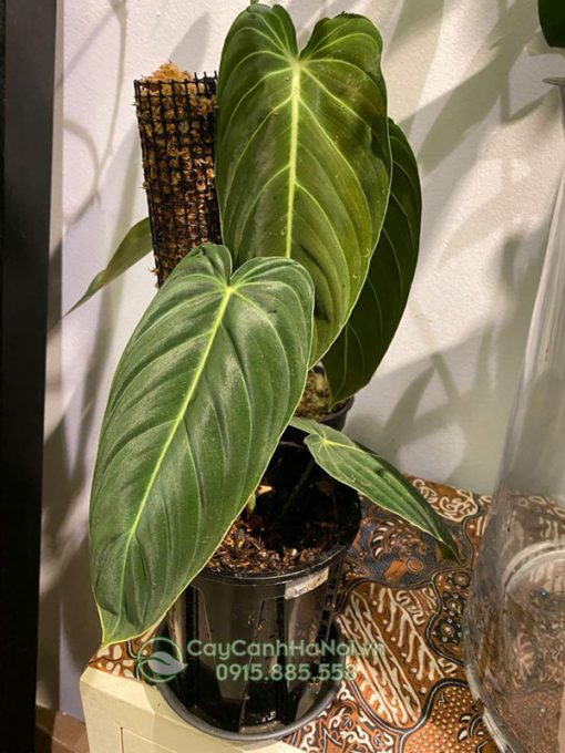 Cây philodendron melanochrysum trồng chậu đẹp