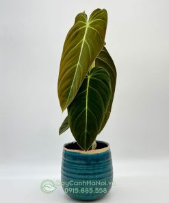 Cây philodendron melanochrysum trồng chậu sứ