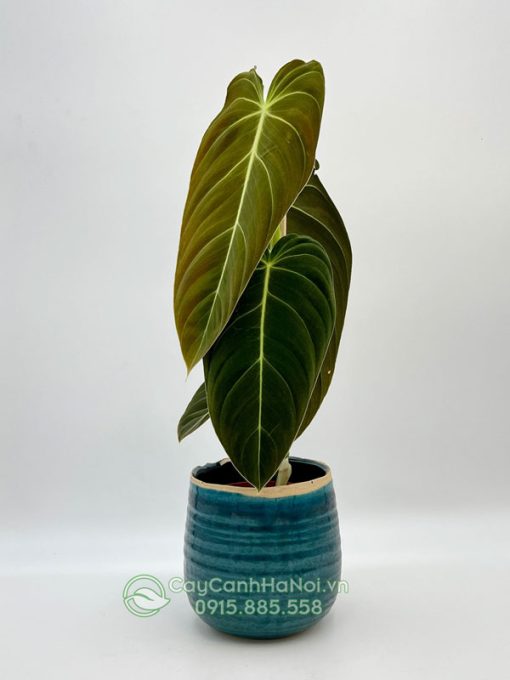 Cây philodendron melanochrysum trồng chậu sứ