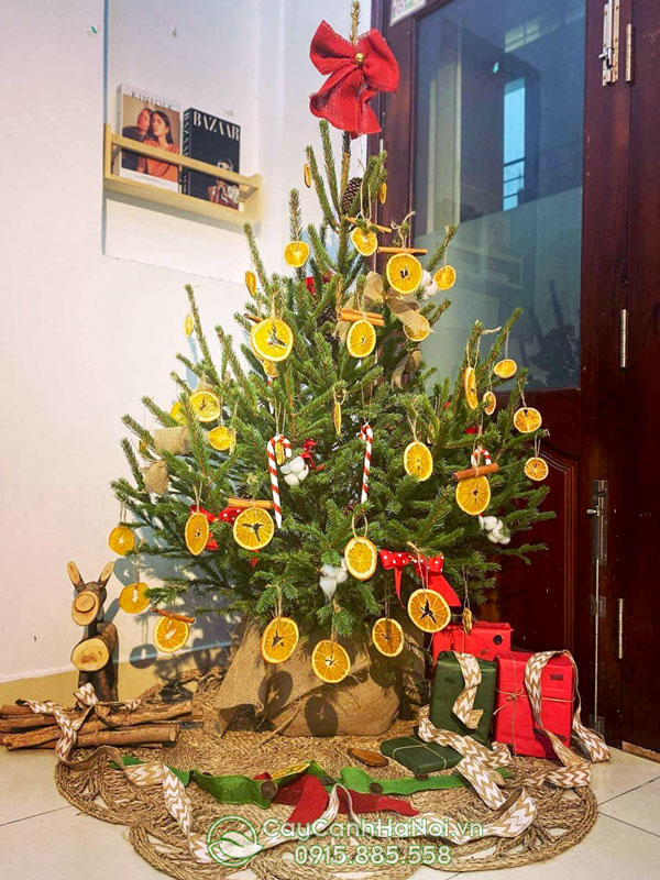 Cây thông noel tươi đại diện cho sự phồng vinh