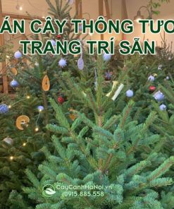 Bán cây thông tươi trang trí sẳn giá rẻ tại Hà Nội