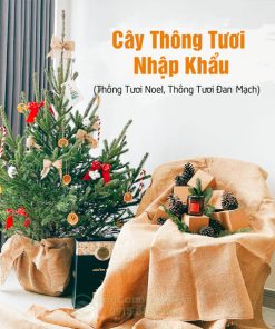 Cây thông tươi nhập khẩu châu Âu