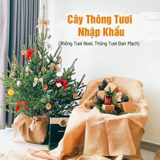 Cây thông tươi nhập khẩu châu Âu