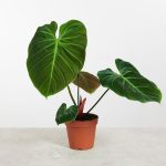 Cây Trầu Bà El Choco Red – Philodendron El Choco Red