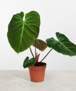 Cây Trầu Bà El Choco Red - Philodendron El Choco Red