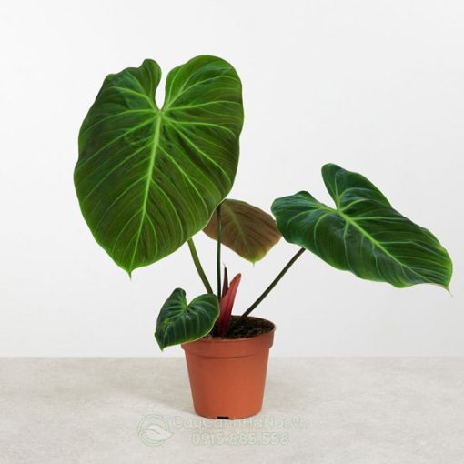 Cây Trầu Bà El Choco Red - Philodendron El Choco Red