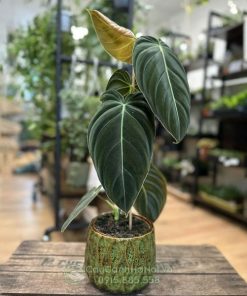 Cây Philodendron Melanochrysum