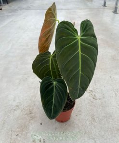 Đặc điểm cây philodendron melanochrysum