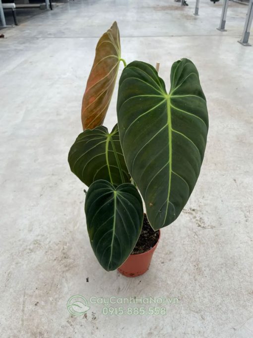 Đặc điểm cây philodendron melanochrysum