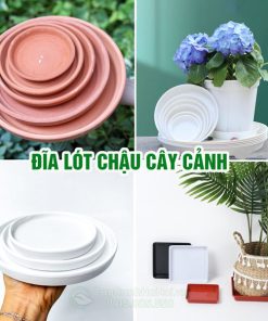 Đĩa lót chậu cây cảnh