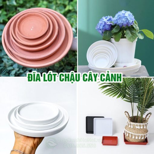 Đĩa lót chậu cây cảnh