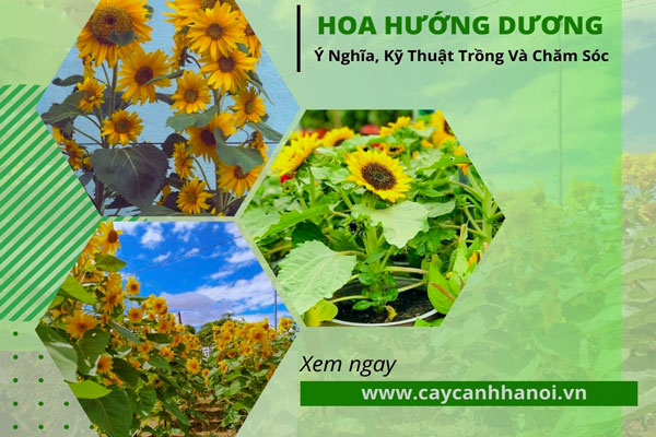 cách trồng và chăm sóc cây hoa hướng dương