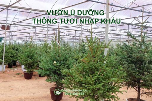 Lưu ý khi chọn mua thông tươi nhập khẩu