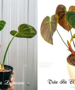 Phân biệt cây cây Philodendron El Choco Red và Philodendron Luxurians