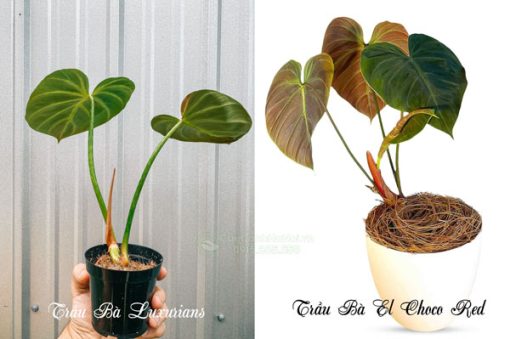 Phân biệt cây cây Philodendron El Choco Red và Philodendron Luxurians