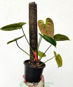 Trồng cây Philodendron 