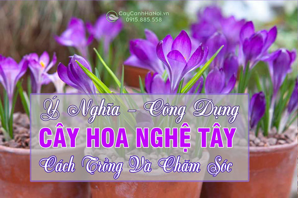 Ý nghĩa, cách trồng và chăm sóc cây hoa nghệ tây