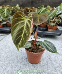 ý nghĩa cây philodendron el choco red mang lại nhiều may mắn