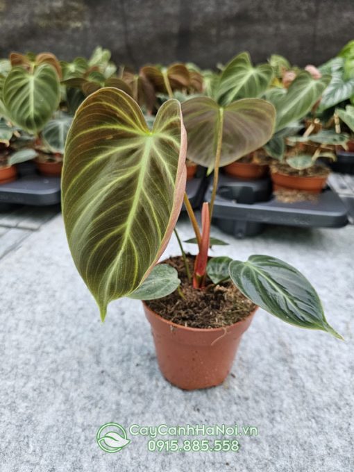 ý nghĩa cây philodendron el choco red mang lại nhiều may mắn