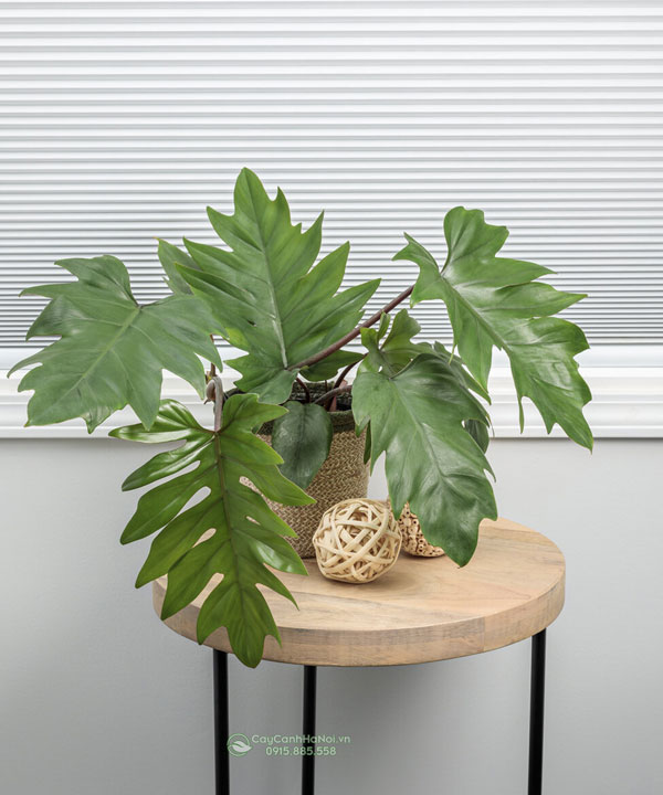 Các loài Philodendron có chứa độc nếu như ăn phải