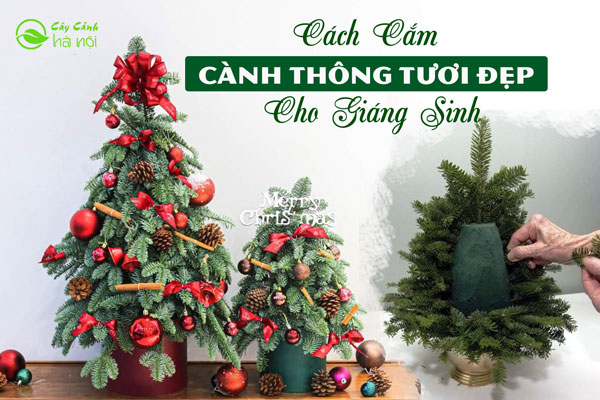 Hướng dẫn cách cắm cành thông tươi đẹp cho mùa giáng sinh