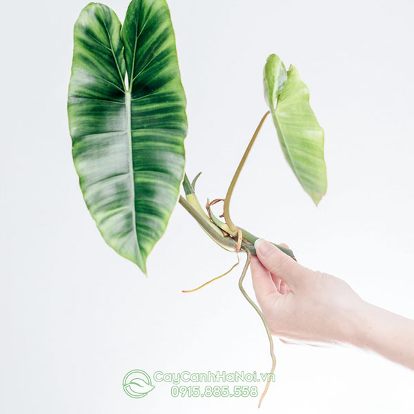 Cách nhân giống bằng cách giâm cành các loài philodendron