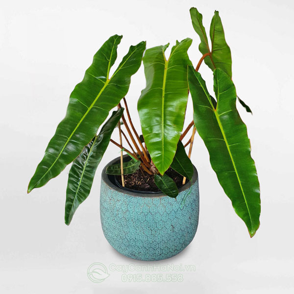 Cây hồng hạc chân cam - Philodendron billietiae