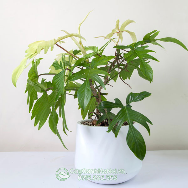 Cây trầu bà cánh én - Philodendron Florida