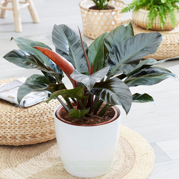 Cây trầu bà đế vương - Philodendron Imperial 