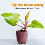 Cây Trầu Bà Họa Nương – Philodendron Painted Lady