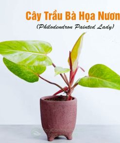 Cây trầu bà họa nương trồng chậu