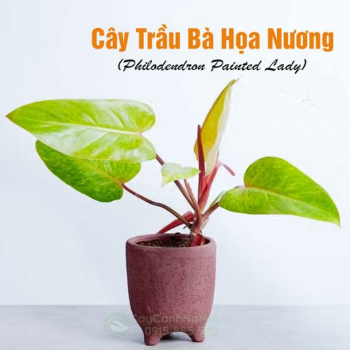 Cây trầu bà họa nương trồng chậu