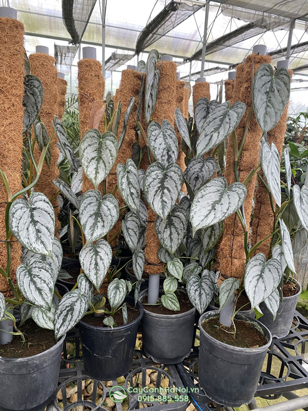 Cây trầu bà lá tim bạc - philodendron brandtianum