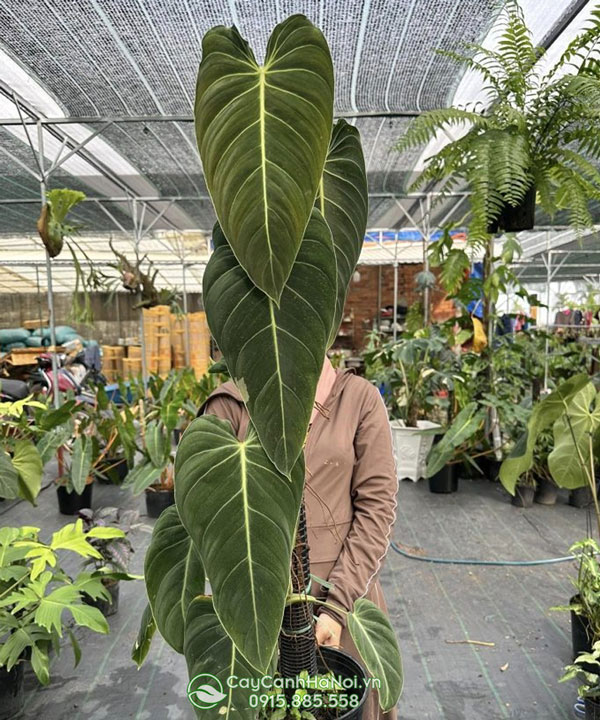 Cây trầu bà Milano - Philodendron Melanochrysum