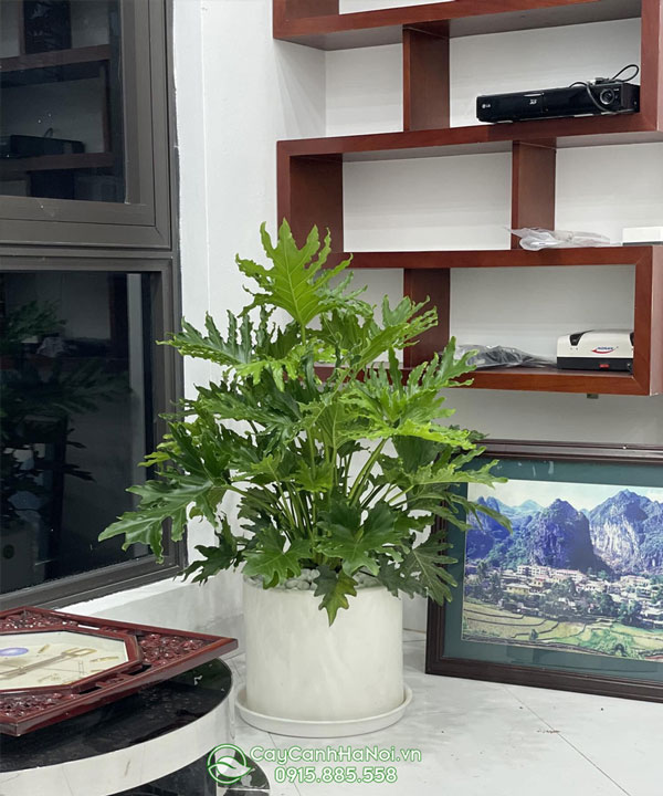 Cây trầu bà thanh xuân - Philodendron bipinnatifidum 