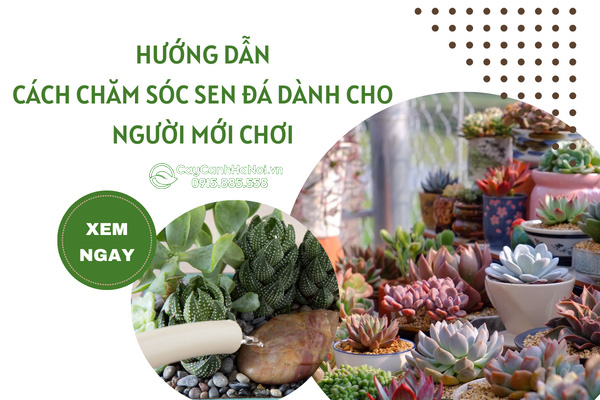 Hướng Dẫn Cách Chăm Sen Đá Dành Cho Người Mới Chơi