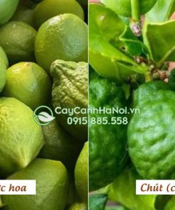 Phân biệt cây chanh nước hoa và chút