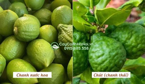 Phân biệt cây chanh nước hoa và chút