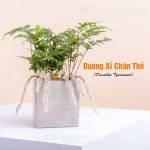 Cây Dương Xỉ Chân Thỏ – Davallia Tyermanii