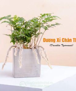 Cây dương xỉ chân thỏ trồng chậu đá mài vuông xám