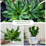 Cây Dương Xỉ Phúc Lộc – Asplenium Nidus “Cobra”