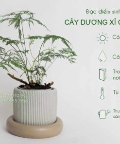 Đặc điểm sinh thái cây dương xỉ đuôi thỏ