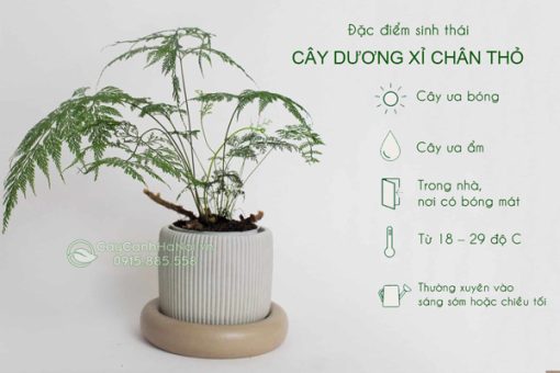 Đặc điểm sinh thái cây dương xỉ đuôi thỏ