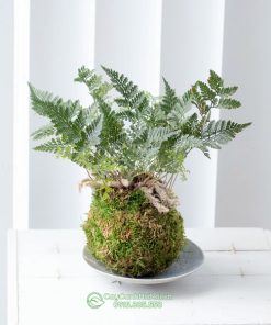 Dương xỉ chân thỏ Kokedama