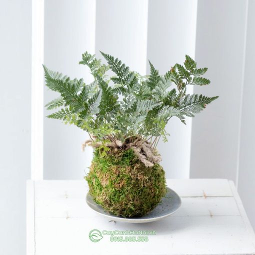 Dương xỉ chân thỏ Kokedama