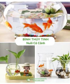 Bình Thủy Tinh Nuôi Cá Cảnh