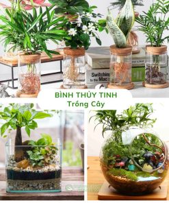 Bình Thủy Tinh Trồng Cây